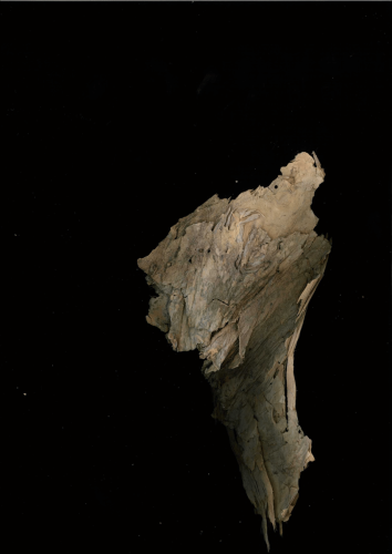 plant scan 2023-05-11-16-18-43-1