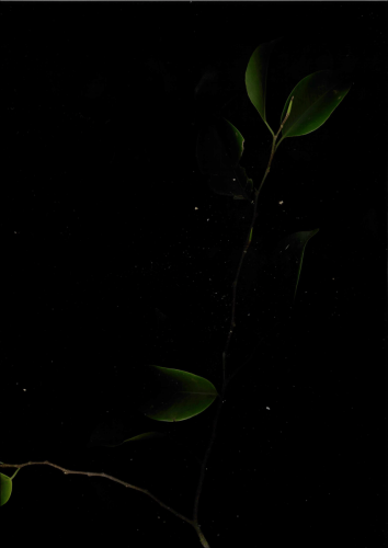 plant scan 2023-05-11-16-20-02-1