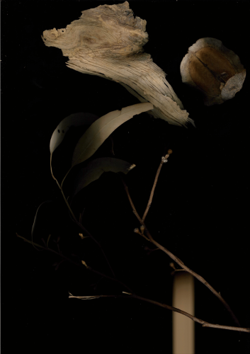 plant scan 2023-05-11-16-24-13-1