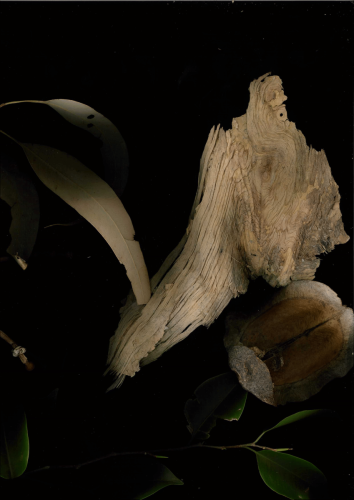 plant scan 2023-05-11-16-24-38-1