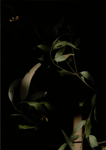 plant scan 2023-05-11-16-26-10-1